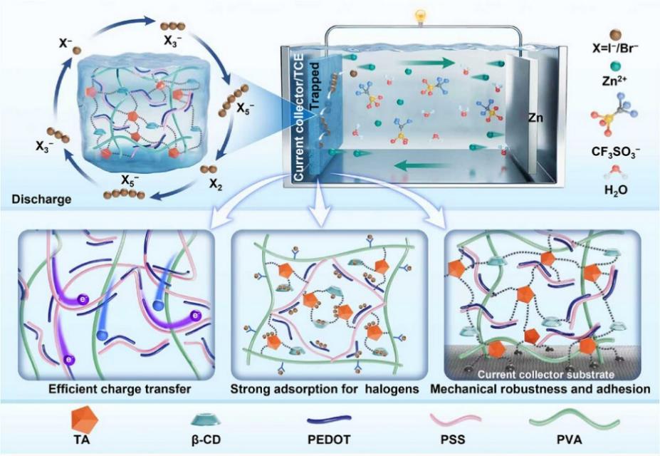 深圳大学张培新/张耀康/周学昌团队《Angewandte Chemie》:三元协同的水系锌卤电池正极材料-化环学院